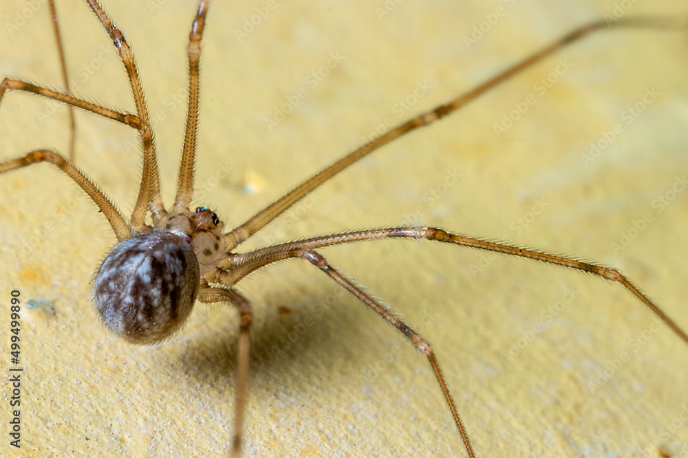 a household spider on the top of a yellow wall a household spider on the top of a yellow wall