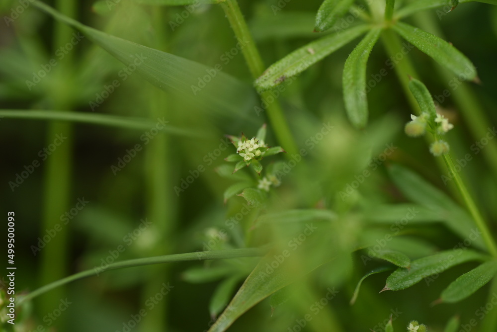 Catchweed (Galium spurium) flowers. Rubiaceae annual plants. Small yellow-green flowers with a diameter of 1.5 mm bloom from May to June. Catchweed (Galium spurium) flowers. Rubiaceae annual plants. Small yellow-green flowers with a diameter of 1.5 mm bloom from May to June.