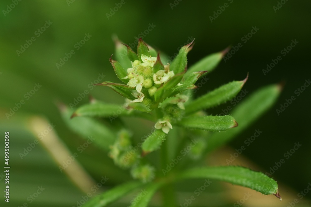 Catchweed (Galium spurium) flowers. Rubiaceae annual plants. Small yellow-green flowers with a diameter of 1.5 mm bloom from May to June. Catchweed (Galium spurium) flowers. Rubiaceae annual plants. Small yellow-green flowers with a diameter of 1.5 mm bloom from May to June.