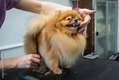 Grooming dogs, haircut red Pomeranian