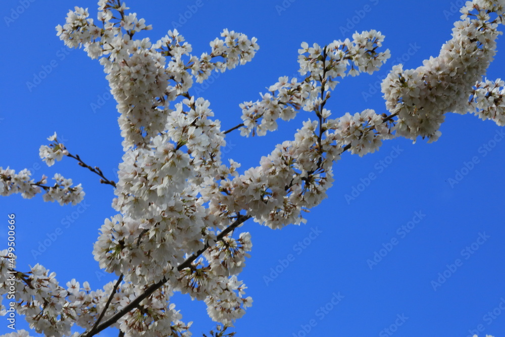 Tree Blossoms in the spring season