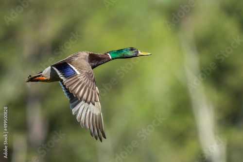 Male Mallard Duck in flight