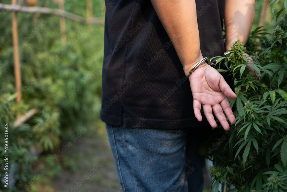 Marijuana Laws. Male hands with Police handcuffs in front of cannabis plant bud. Cannabis and the Law concepts