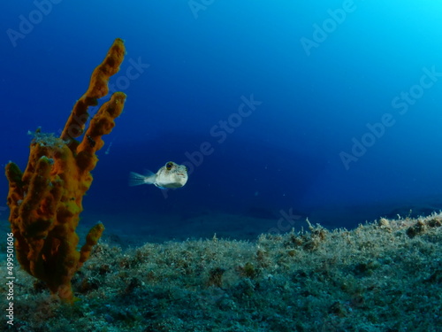 little pufferfish school close up mediterranean sea invasive fish underwater ocean scenery Torquigener flavimaculosus