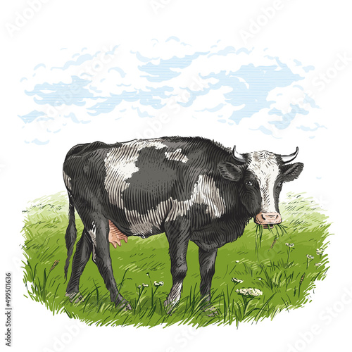 cow is standing nibbling grass sketch engraving illustration style