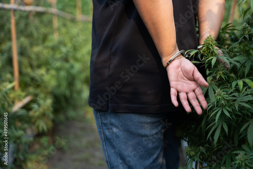 Marijuana Laws. Male hands with Police handcuffs in front of cannabis plant bud. Cannabis and the Law concepts © somchairakin