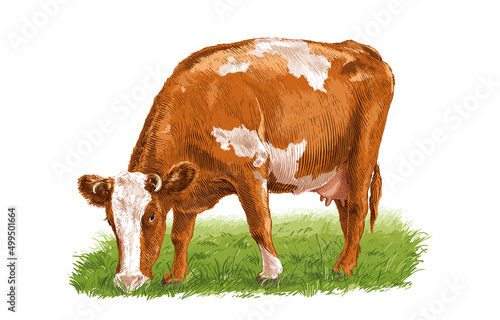 cow is standing nibbling grass sketch engraving illustration style