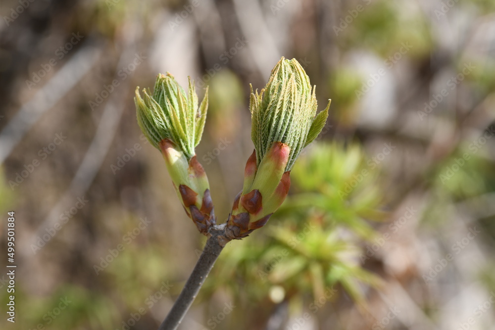 close up of budding leaves close up of budding leaves
