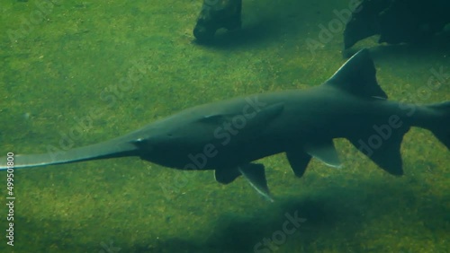 American paddlefish (Polyodon spathula) moving slowly underwater, swimming close to the camera photo