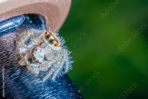 a couple of spiders holding to the other on the top of a black metal bar