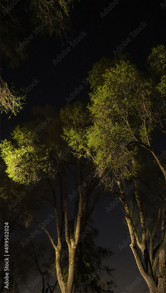 Trees Night Vertical