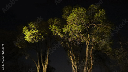 Trees Night Landscape