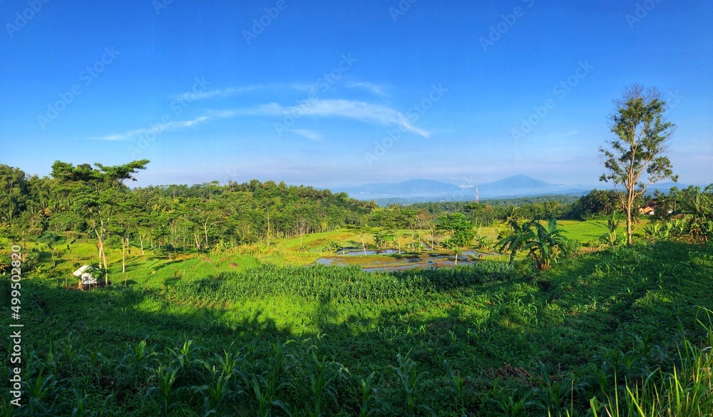 a natural scenery in the morning in the rice field area