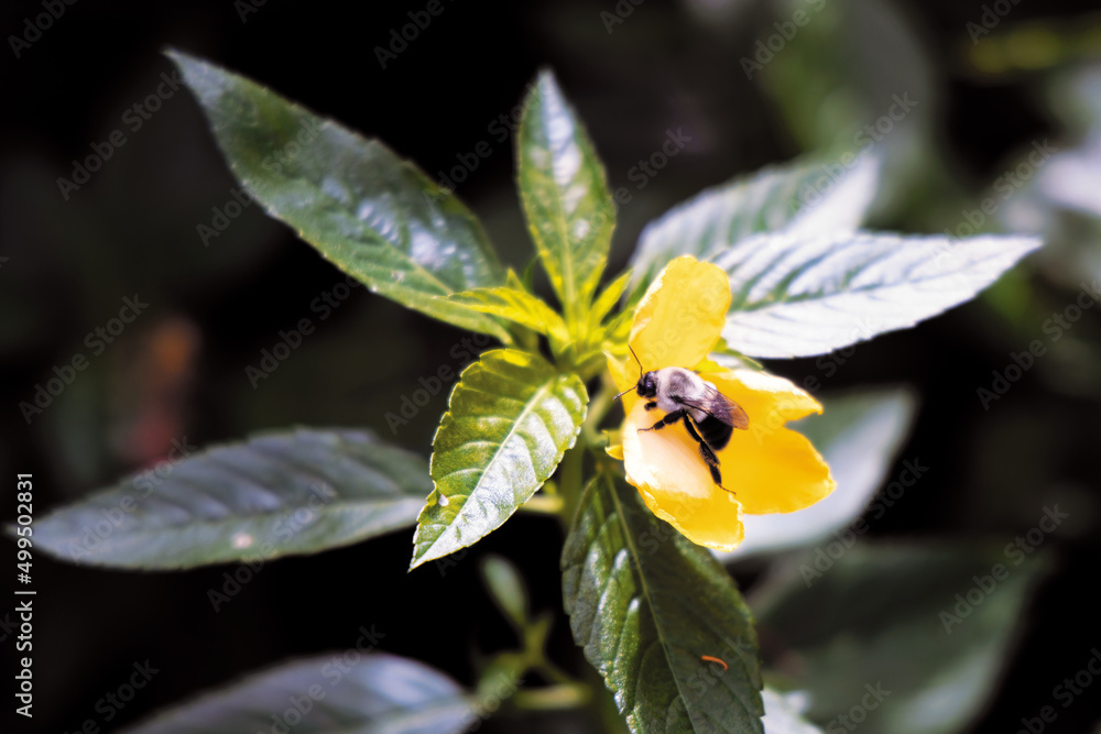 Bee on a Buttercup Bee on a Buttercup
