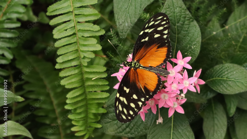 Orange Butterfly Flower