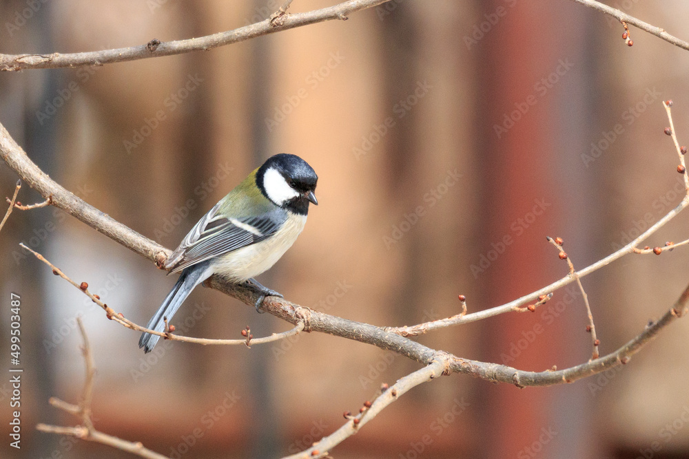 Fototapeta premium 北海道滝川市、公園で出会ったヒガラ【4月】