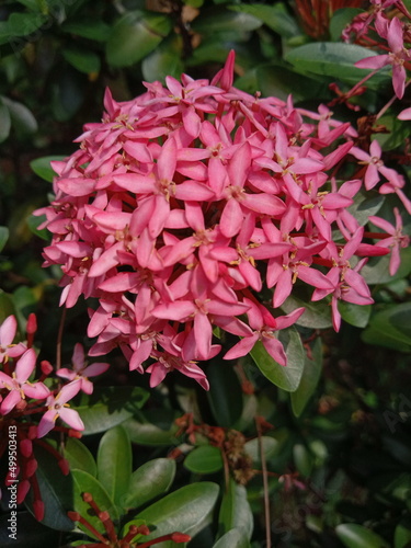 Ashoka flower ornamental plant