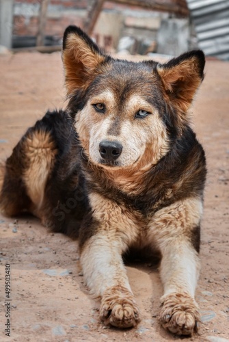 portrait of a dog street