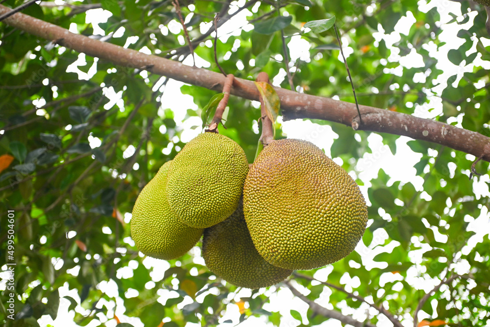 jackfruit on the jackfruit tree tropical fruit summer on nature leaf background jackfruit on the jackfruit tree tropical fruit summer on nature leaf background