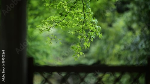 風に揺れる初夏の日本庭園の青もみじ