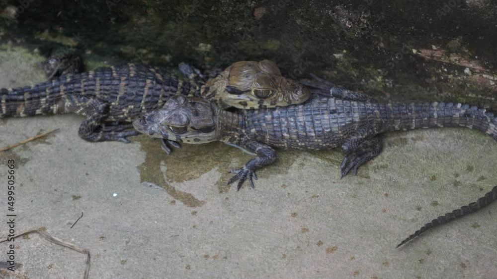 a lot of little crocodile babies. swim in the pool. with muddy water. crocodile farm
a lot of little crocodile babies. swim in the pool. with muddy water. crocodile farm