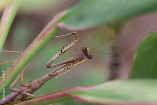 Extreme Close Up of Praying Mantis Insect