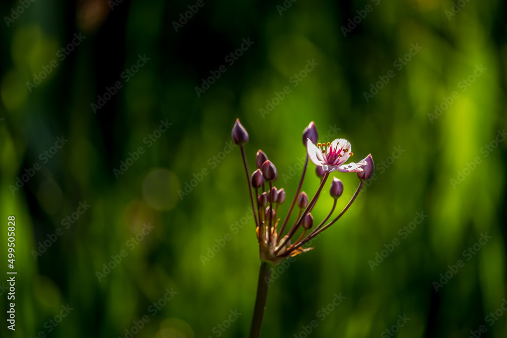 Beautiful pink grass rush flower at the swamp Beautiful pink grass rush flower at the swamp