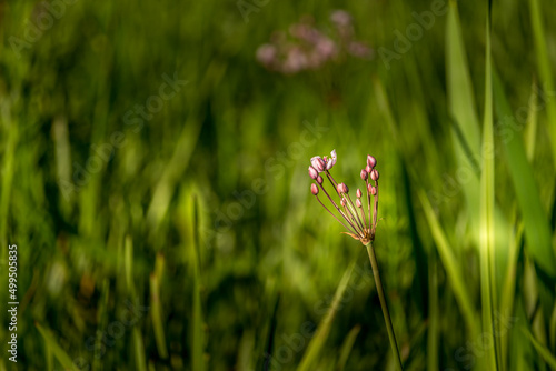 Beautiful pink grass rush flower at the swamp