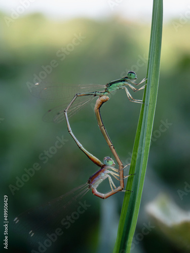 Wallpaper Mural spider on a web Torontodigital.ca