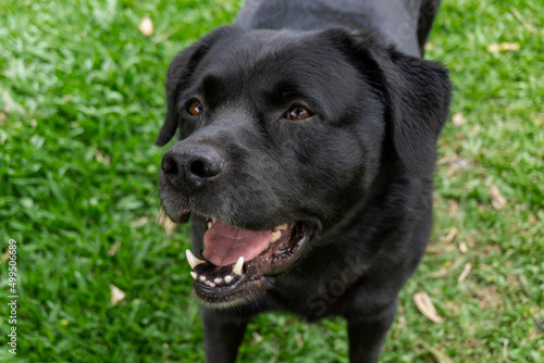 black labrador retriever