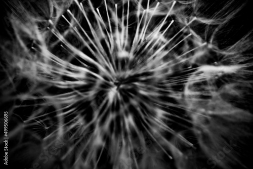 White floatie fuzzy dandelion seeds