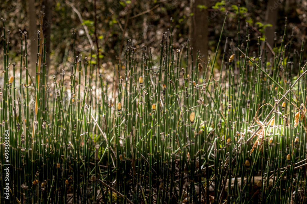 Obraz premium Horsetail plant in at the ravine in the spring