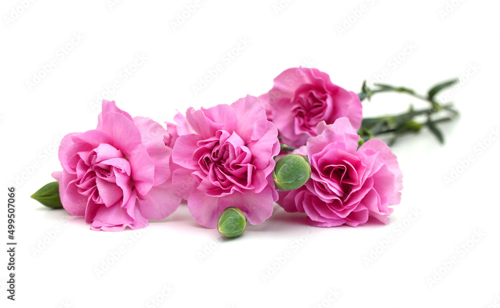 Stack Carnation flowers on white background Stack Carnation flowers on white background