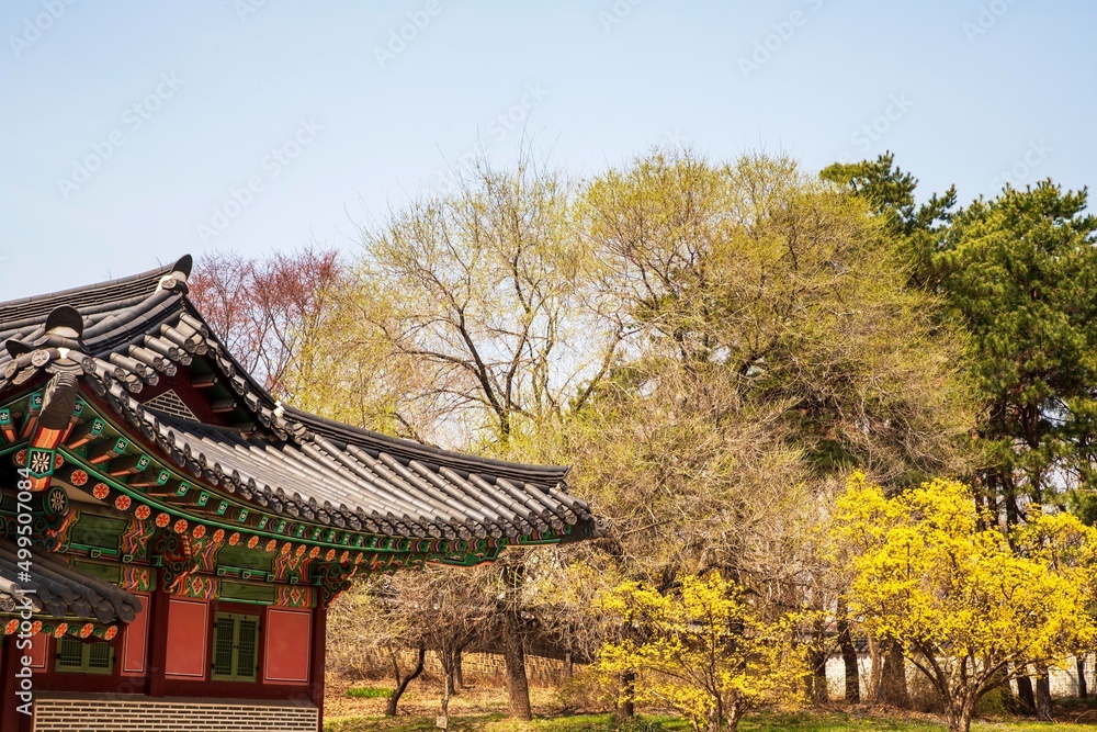 Fototapeta premium 경복궁의 봄