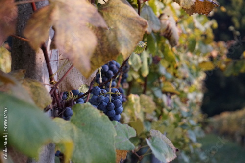 Blaue Trauben am Rebstock