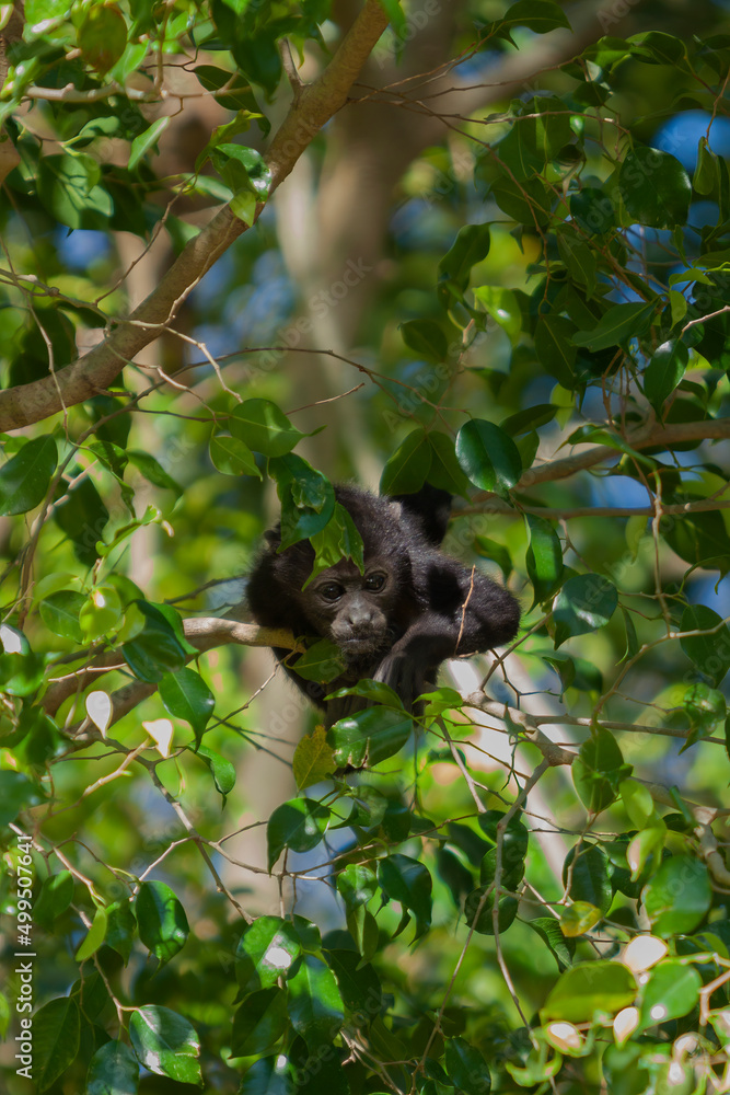 Young Howler Monkey in tree canopy