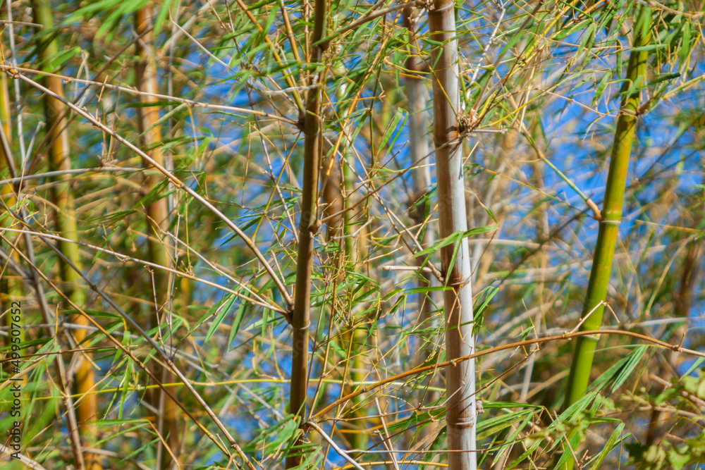 Bamboo growing in tropical climate