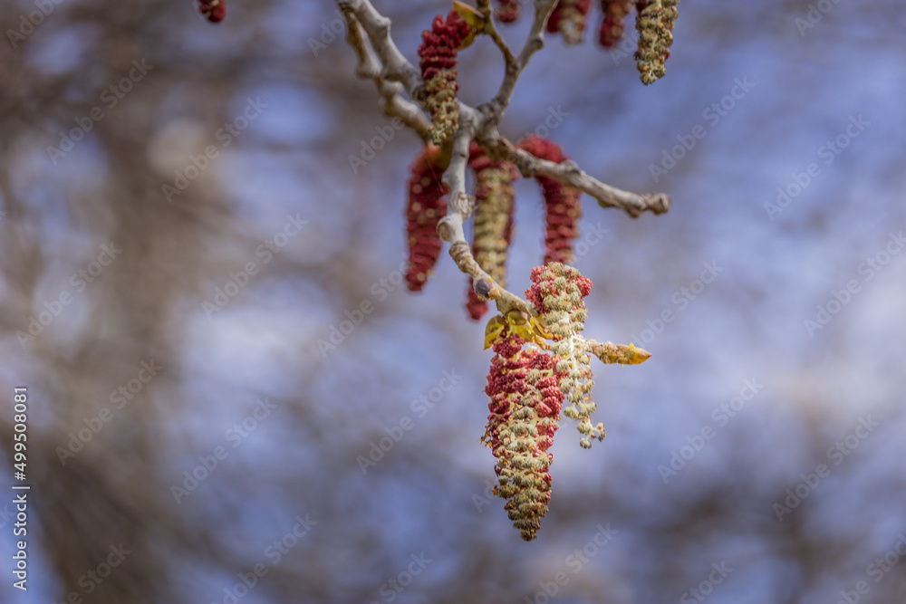 Beautiful Maple Tree flowering in the spring time Beautiful Maple Tree flowering in the spring time
