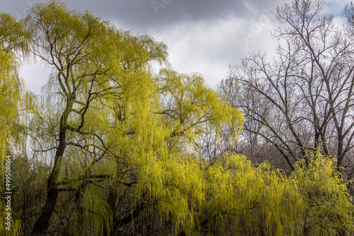 Beautiful Willow Tree flowering in the spring time