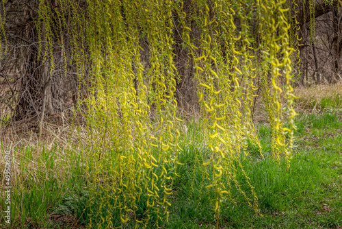 Beautiful Willow Tree flowering in the spring time