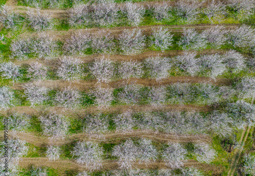 Almond Flowers Drone Photo, Elazig Turkey