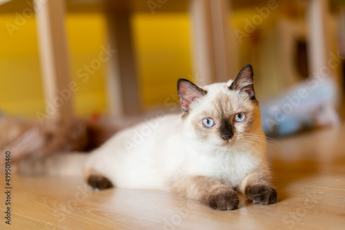 Cat with head tilted indoors. Cat is looking at camera. Portrait of a cat with yellow eyes.