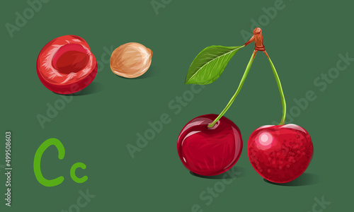 Realistic cherries. Vector berries set. `Pair of cherry  - ruby and red. Cherry slice and seeds isolated.