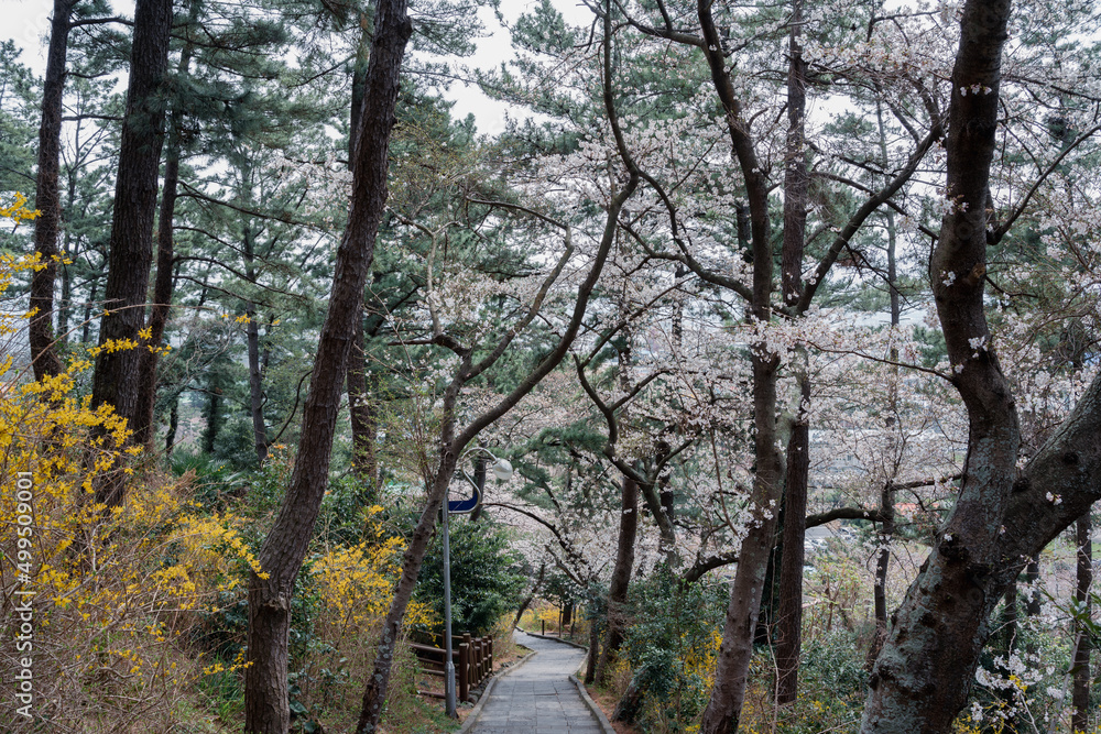 Sarabong Park forest road, Jeju olle trail route 18 in Jeju island, Korea Sarabong Park forest road, Jeju olle trail route 18 in Jeju island, Korea