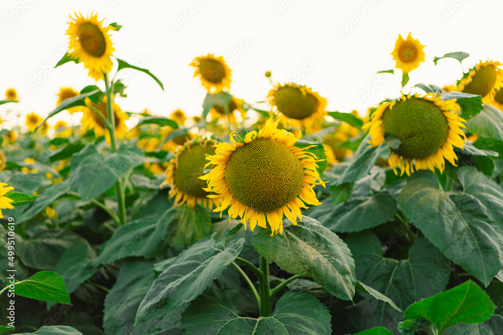 Fototapeta premium Beautiful landscape with yellow sunflowers. Sunflower field, agriculture, harvest concept. Sunflower seeds, vegetable oil. Wallpaper with sunflower.