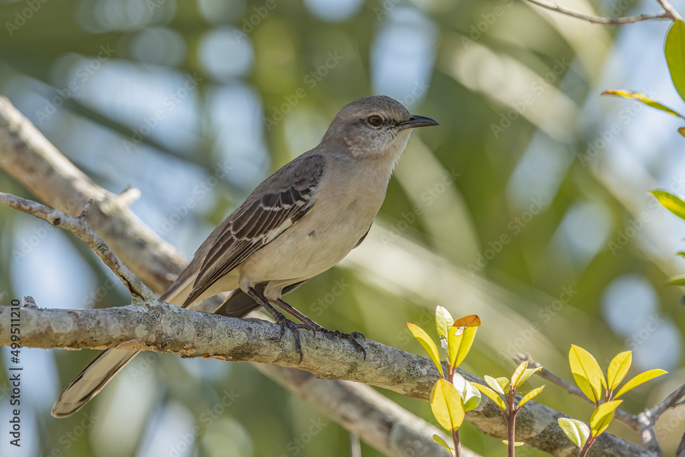 Northern Mockingbird taken in SW Florida Northern Mockingbird taken in SW Florida