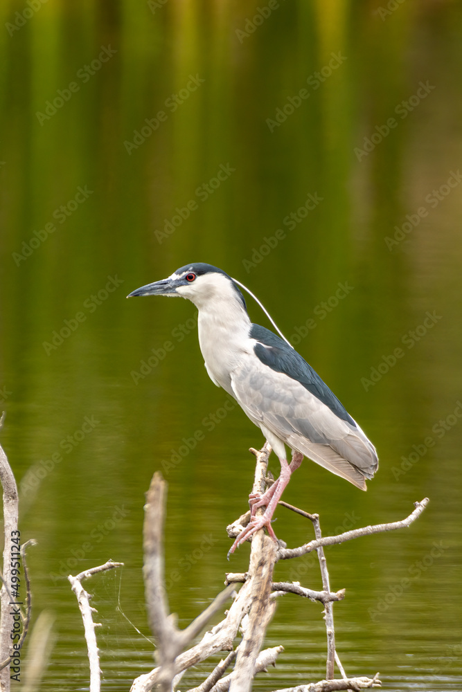 Black-crowned Night-Heron taken in SW Florida Black-crowned Night-Heron taken in SW Florida