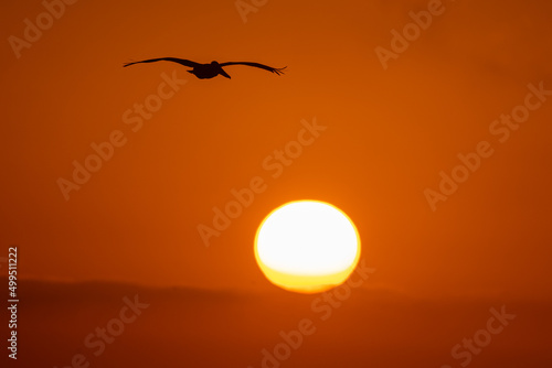 Brown Pelican at sunset taken in SW Florida