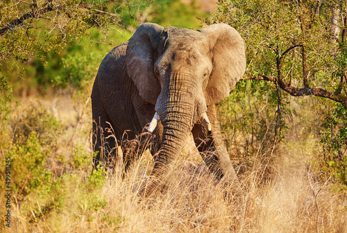 Kepp your distance. Full length shot of an elephant in its natural habitat. photo