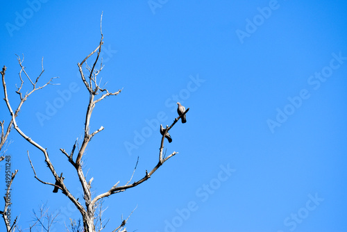 p  jaros en las ramas de un   rbol en invierno